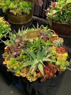 Yes They Are Real Succulents